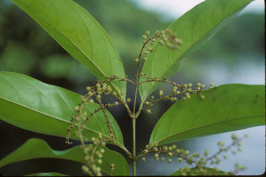 Image of Combretum paraguariense (Eichler) Stace