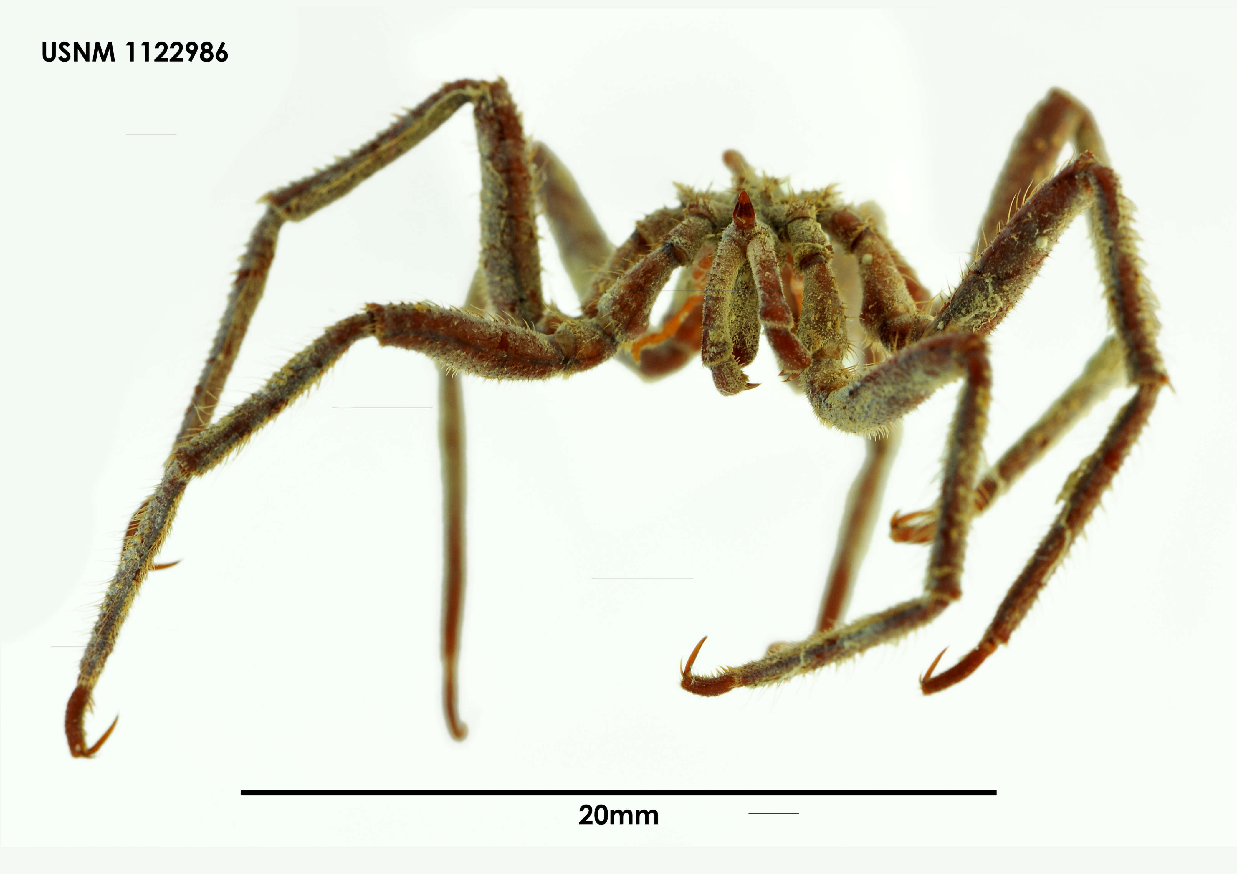 Image of spiders