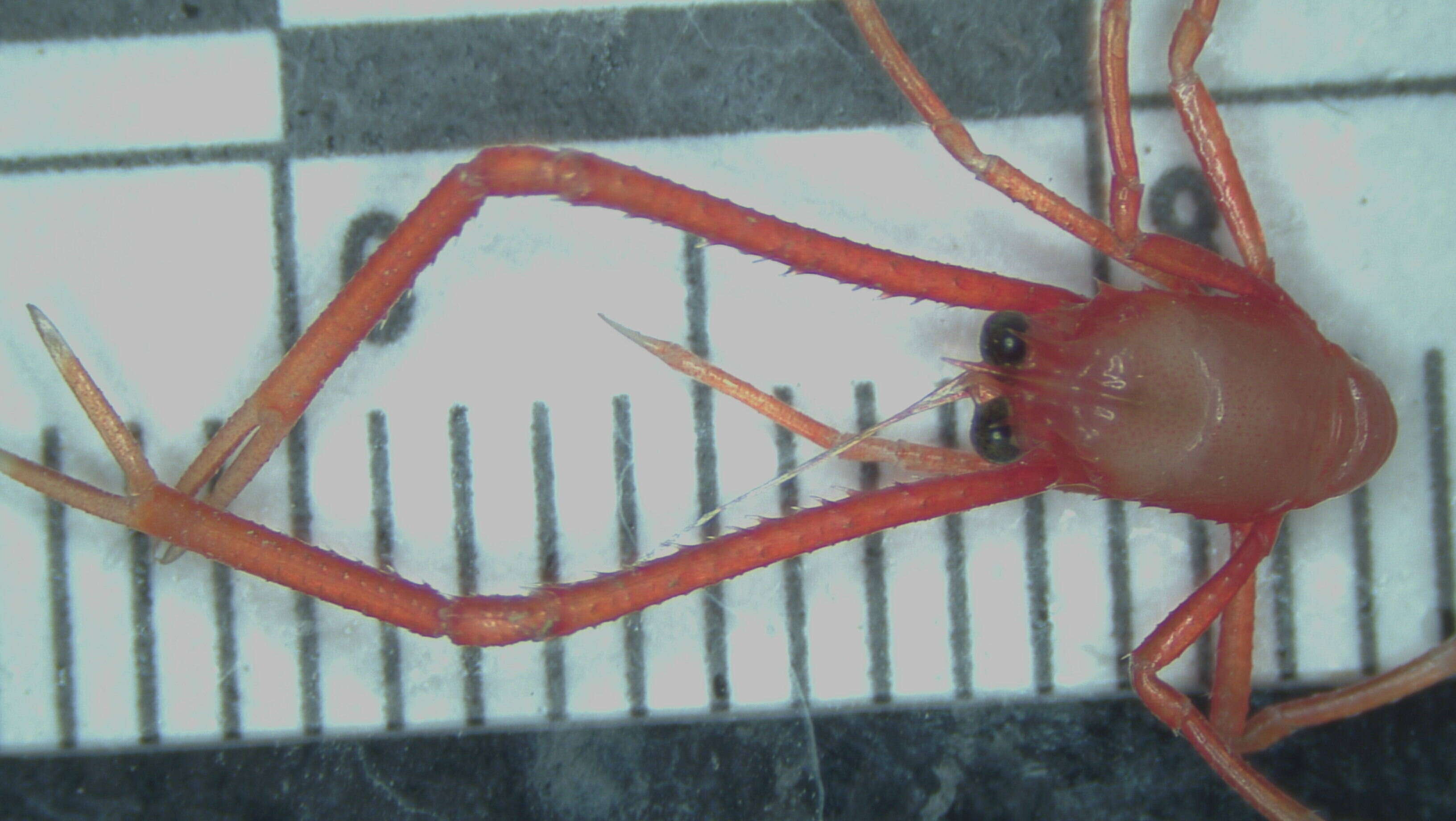 Image of painted yeti squat lobster