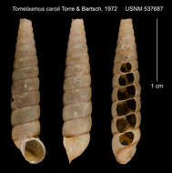 Imagem de Tomelasmus caroli C. Torre & Bartsch 1972