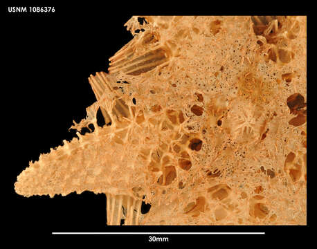 Image of Hymenaster sacculatus Sladen 1882