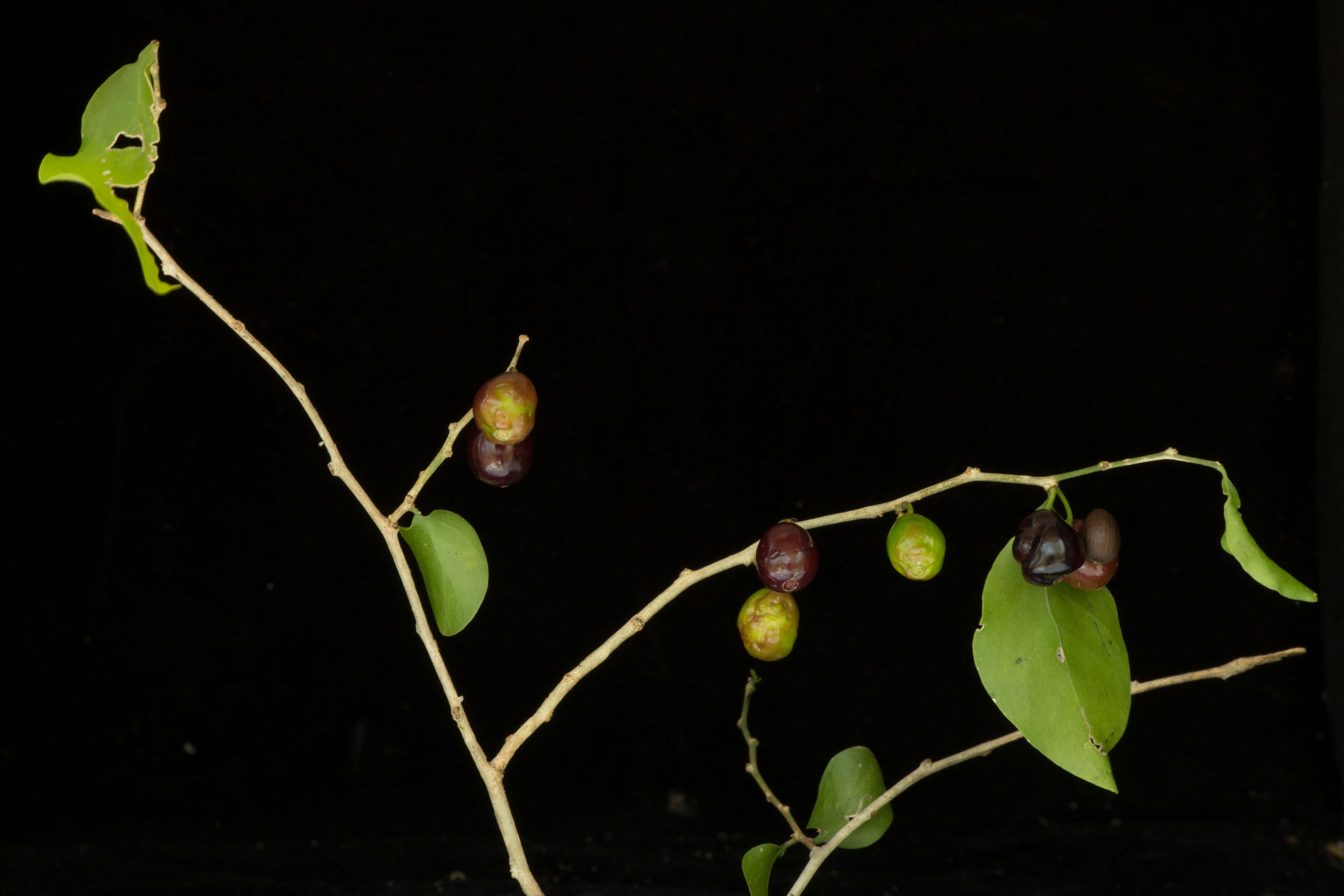 Image of Agonandra racemosa (DC.) Standl.