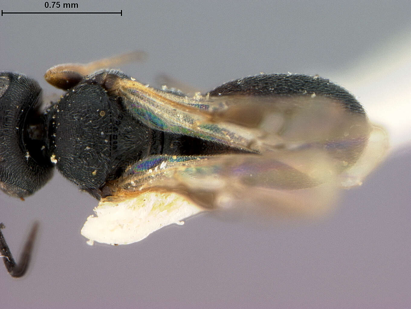 Image of Chelonus euphorbiae McComb 1968