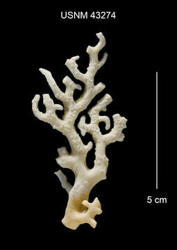 Image de Distichopora borealis Fisher 1938