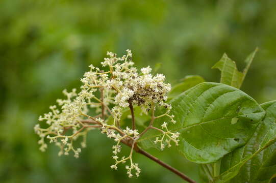 Image of Dichapetalum pedunculatum (DC.) Baill.