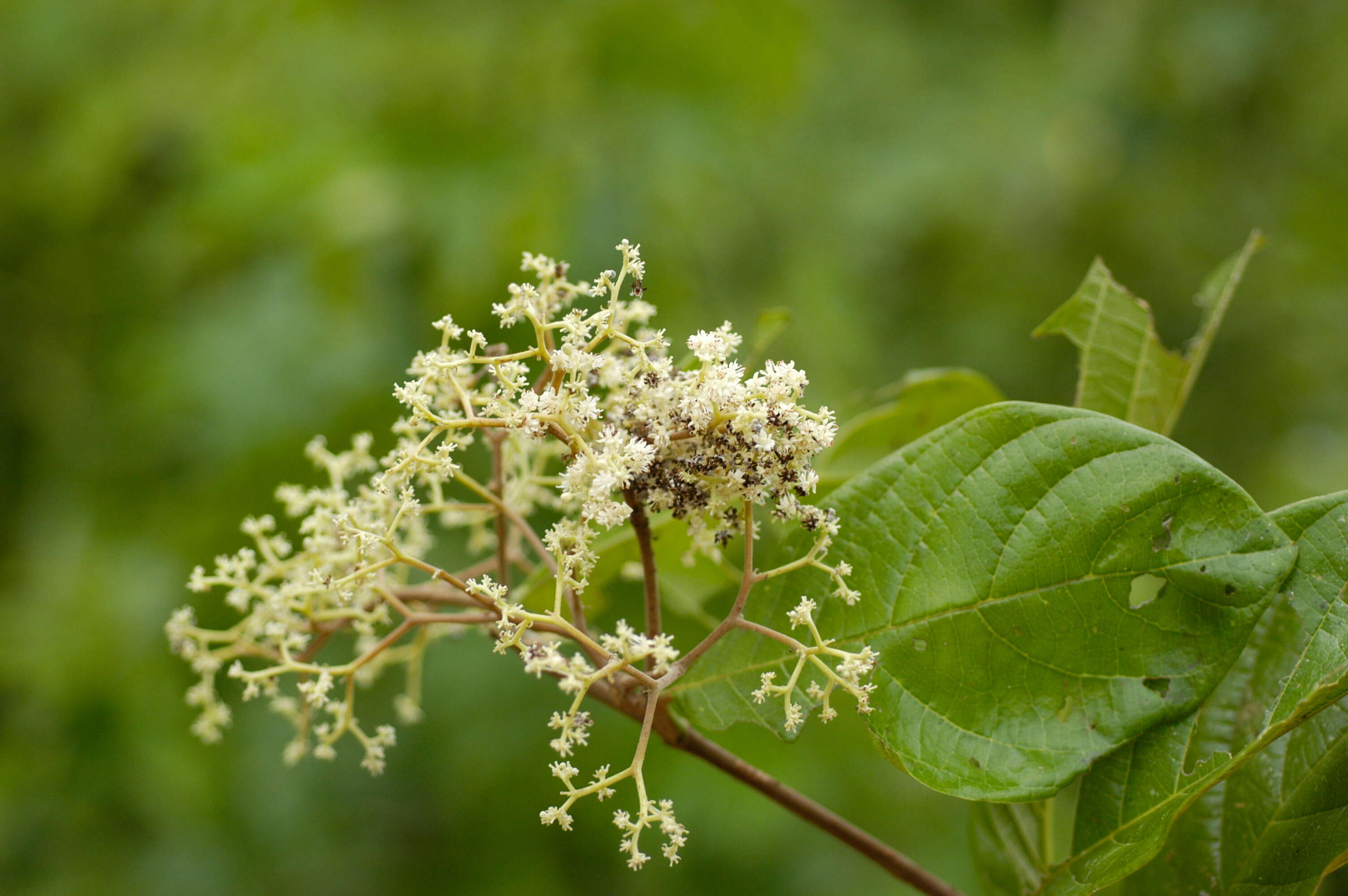 Imagem de Dichapetalum pedunculatum (DC.) Baill.