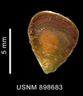 Image of Obscuranella papyrodes Kantor & Harasewych 2000