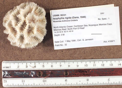 Image of Rough star coral