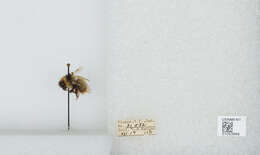 Image of Frigid Bumble Bee