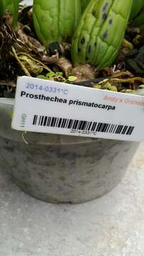 Image of Prosthechea prismatocarpa (Rchb. fil.) W. E. Higgins