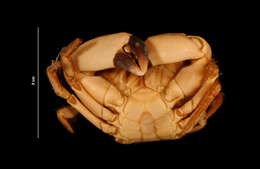 Image of Xanthidae