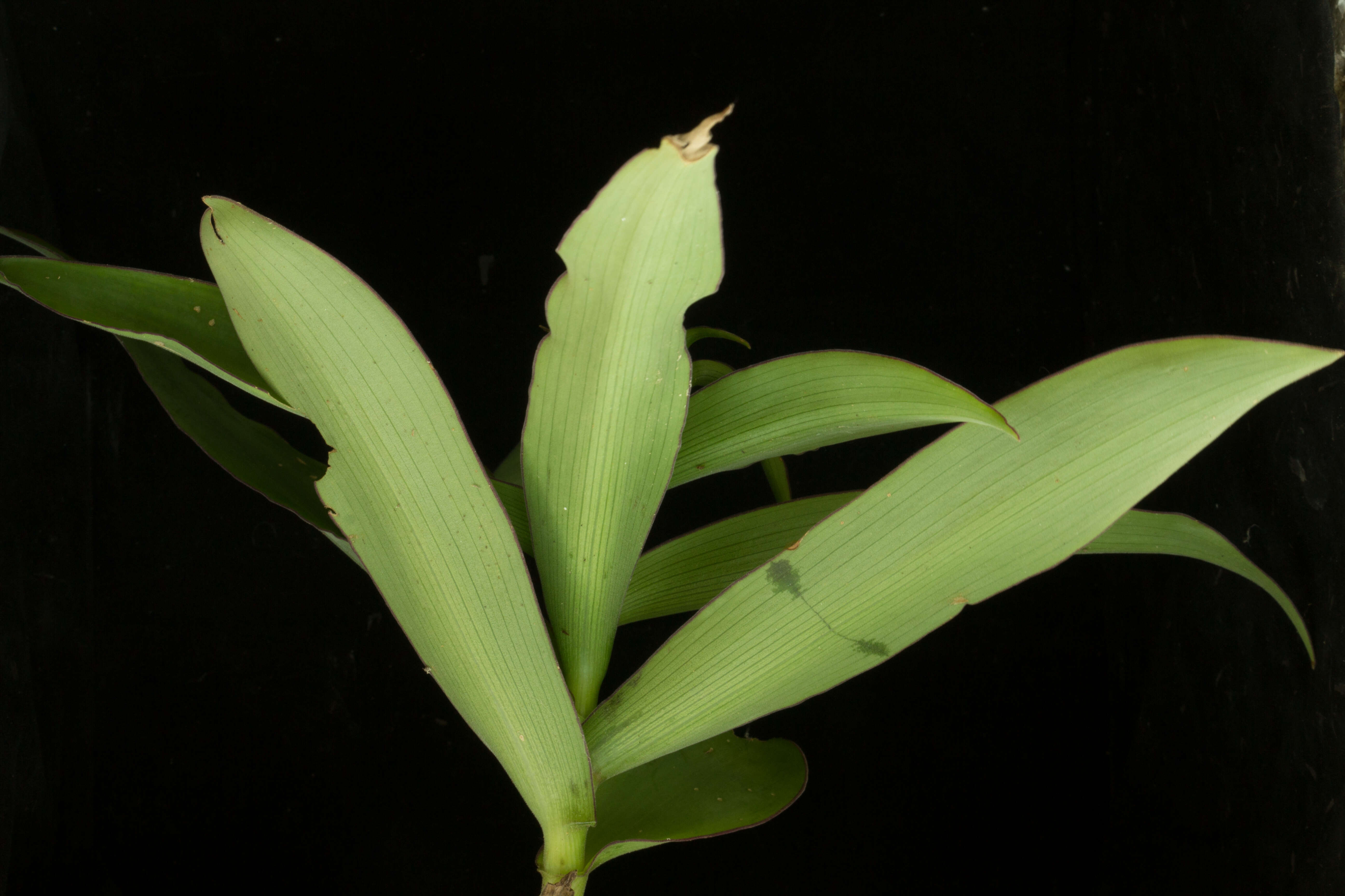 Image de Tradescantia Ruppius ex L.