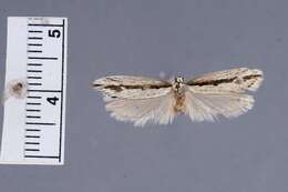 Image of Ethmia macelhosiella Busck 1907