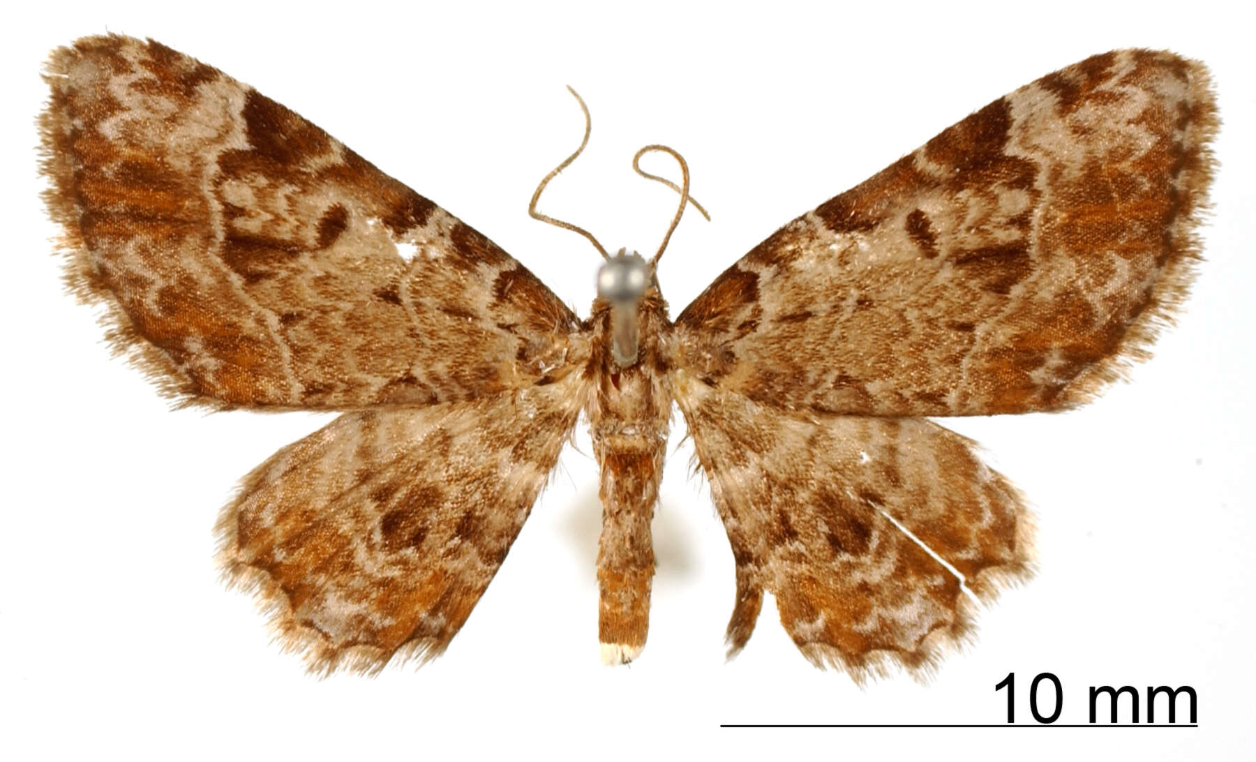 Image of Eupithecia superans Schaus 1913