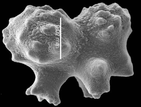 Image of Pleurocorallium niveum (Bayer 1956)