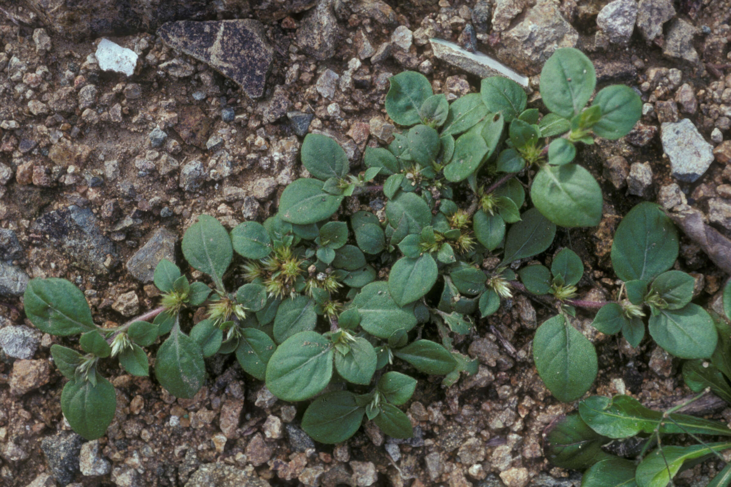 Слика од Alternanthera caracasana Kunth