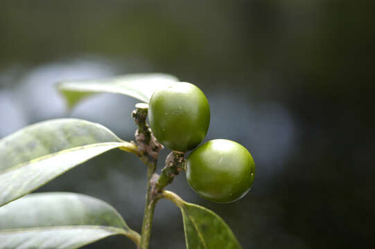 Image of Moutabea guianensis Aubl.