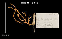 Sivun Muricea galapagensis Deichmann 1941 kuva