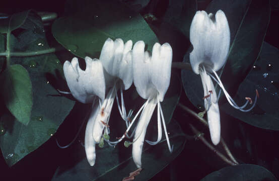 Image of Japanese honeysuckle