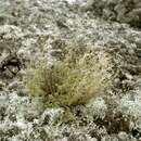 Image of aboriginal willowherb