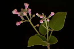 Image of Fridericia pubescens (L.) L. G. Lohmann