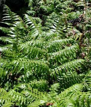 Image of vegetable fern