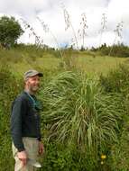 Слика од Festuca dichoclada Pilg.