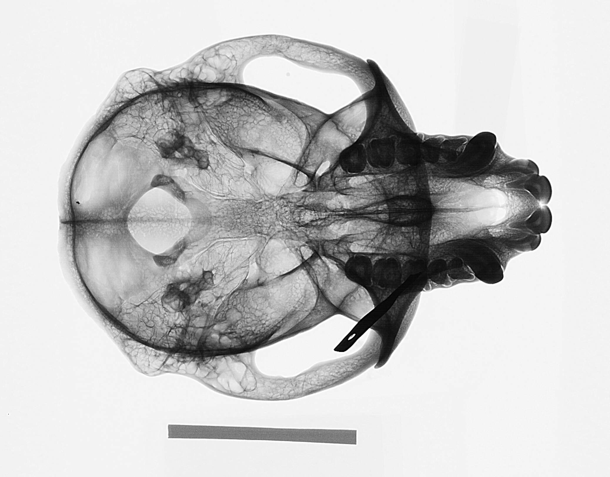 Image of Macaca fascicularis fascicularis (Raffles 1821)