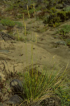 Image of Festuca argentina (Speg.) Parodi