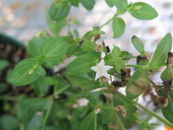 Imagem de Spigelia loganioides (Torr. & Gray) A. DC.