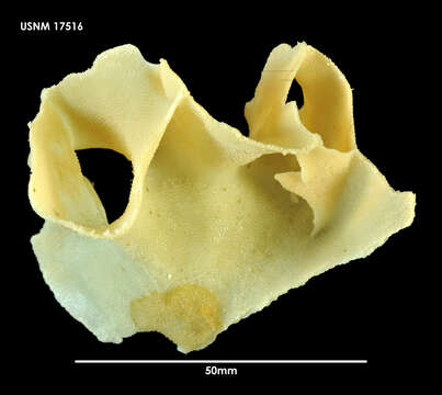 Image of Arachnopusia inchoata Hayward & Thorpe 1988