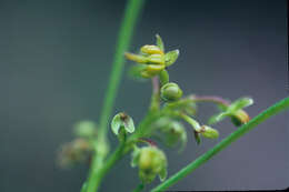 Слика од Dodonaea viscosa (L.) Jacq.