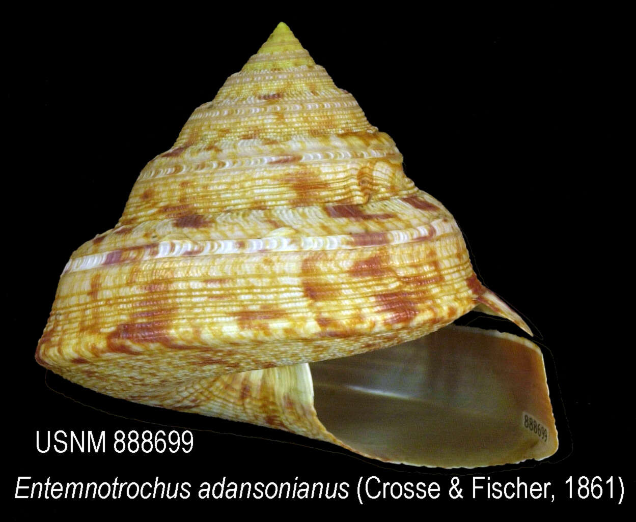 Entemnotrochus P. Fischer 1885 resmi