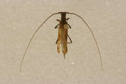 Image of Methia dolichoptera Lingafelter 2010