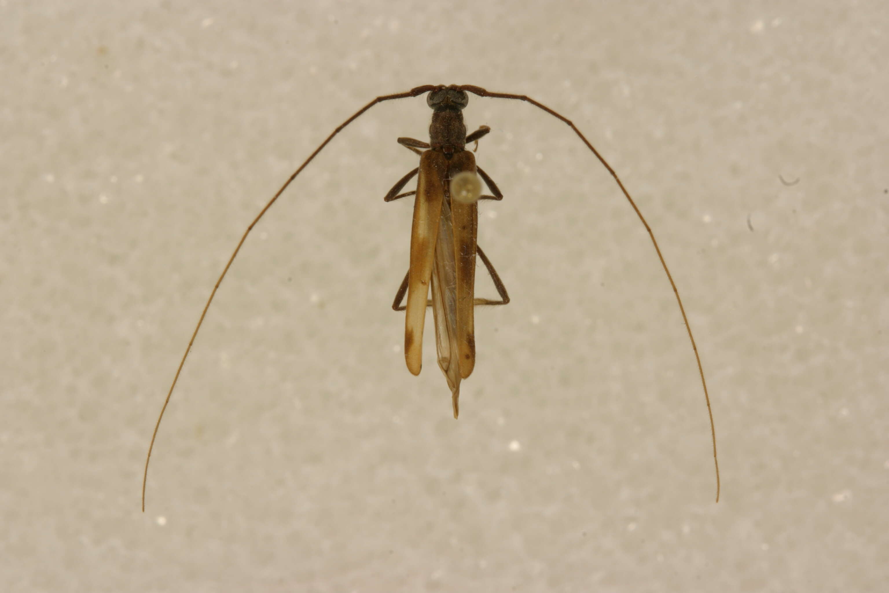 Image of Methia dolichoptera Lingafelter 2010