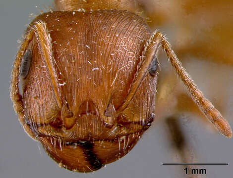 Image of California Harvester Ant