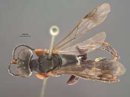 Image of Crabronid wasp