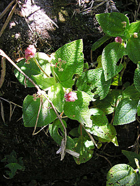 Image of Mountain Clearweed