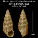 Image of Macroceramus catenatus tauricus C. Torre & Bartsch 2008