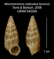 Image of Macroceramus catenatus tauricus C. Torre & Bartsch 2008