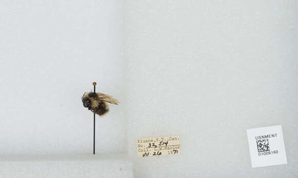 Image of Frigid Bumble Bee