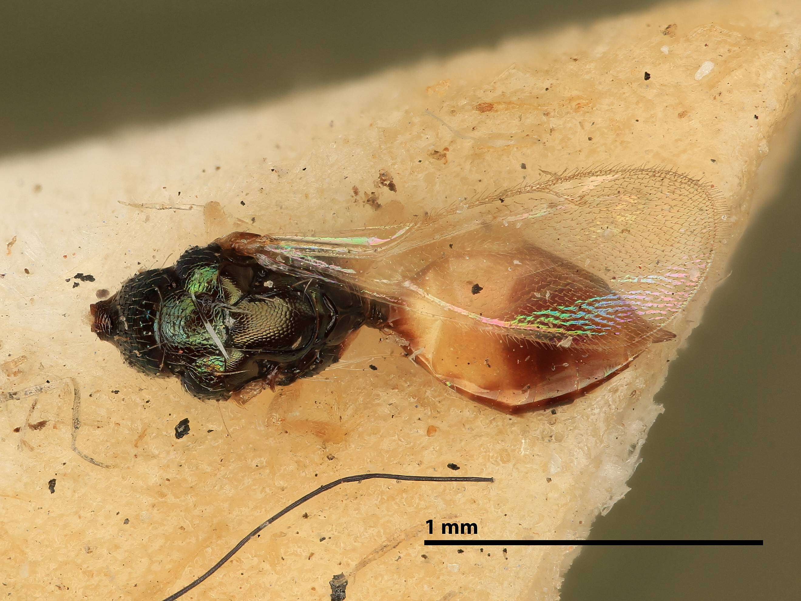 Elachertus fenestratus Nees 1834 resmi