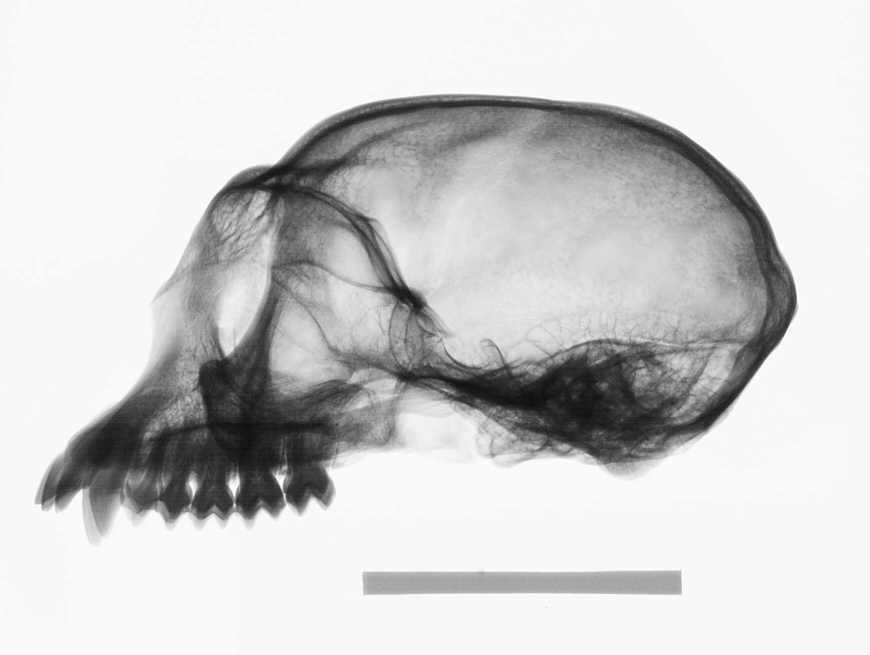 Image of Trachypithecus cristatus cristatus (Raffles 1821)