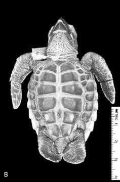 Image of Eretmochelys