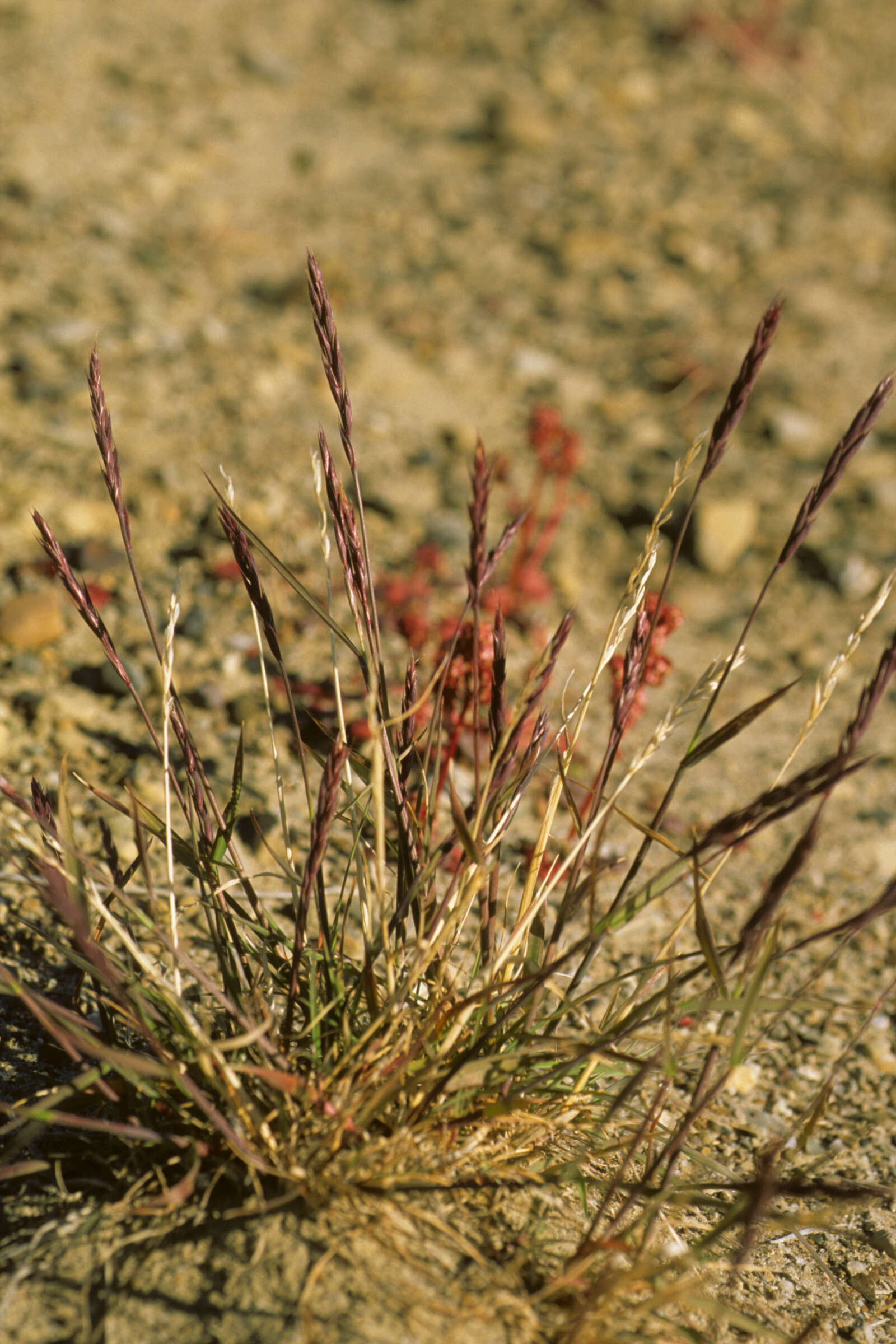 Image of Alaska Wild Rye