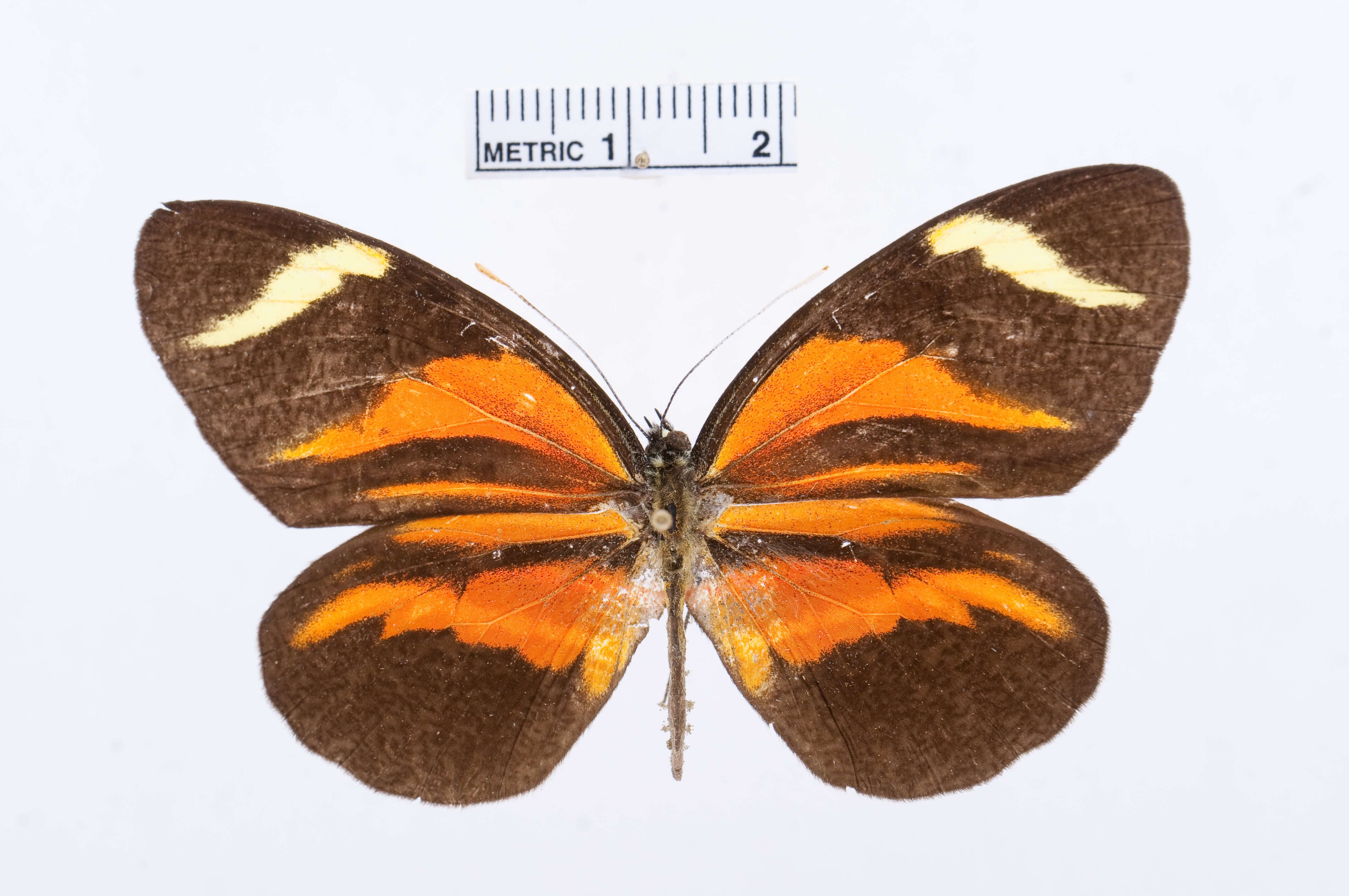 Image of Perrhybris lorena (Hewitson 1852)