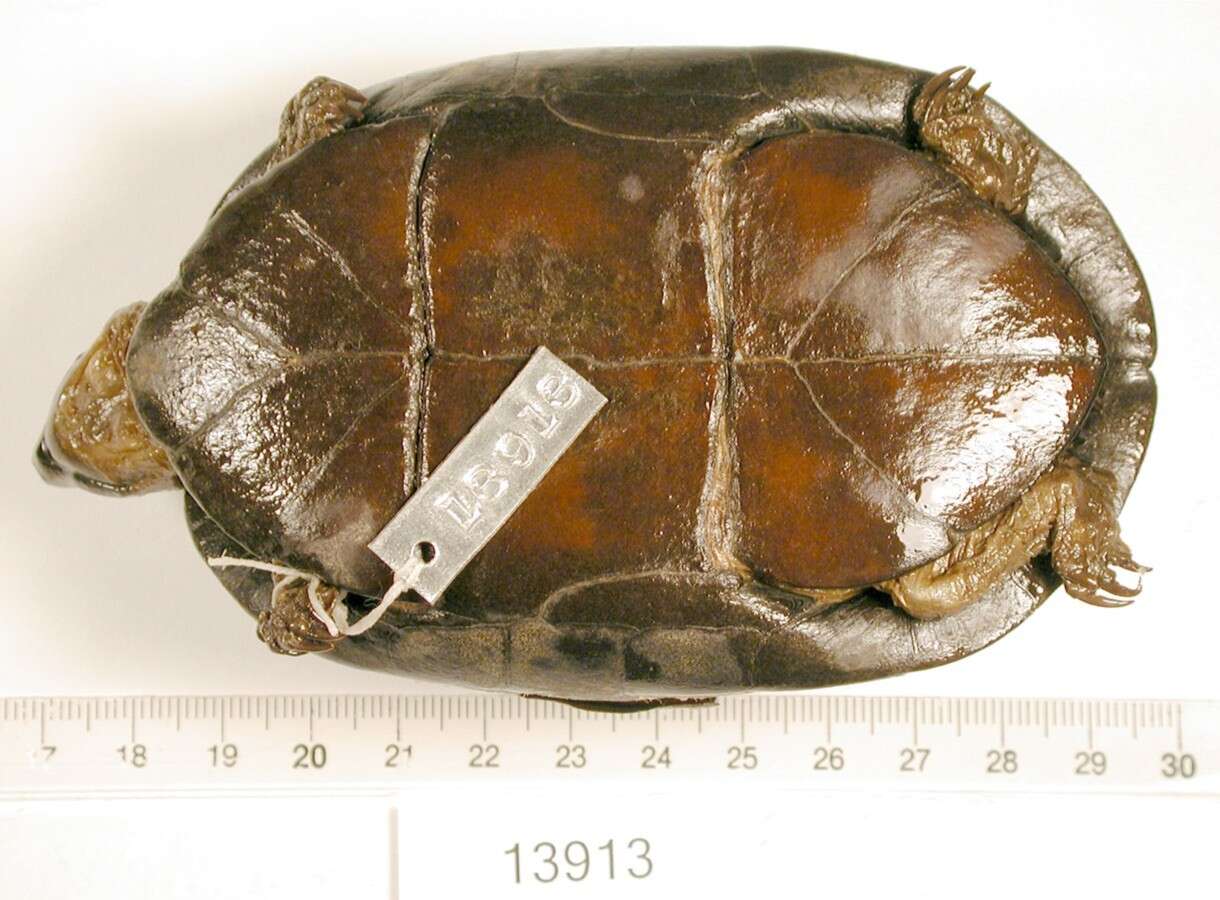 Image of Red-cheeked Mud Turtle