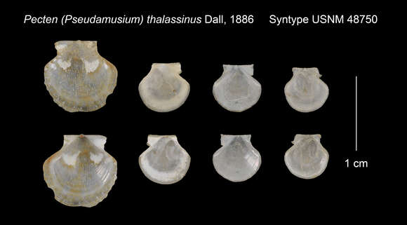 Image of Cyclopecten thalassinus (Dall 1886)