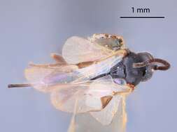 Apanteles depressariae Muesebeck 1931的圖片