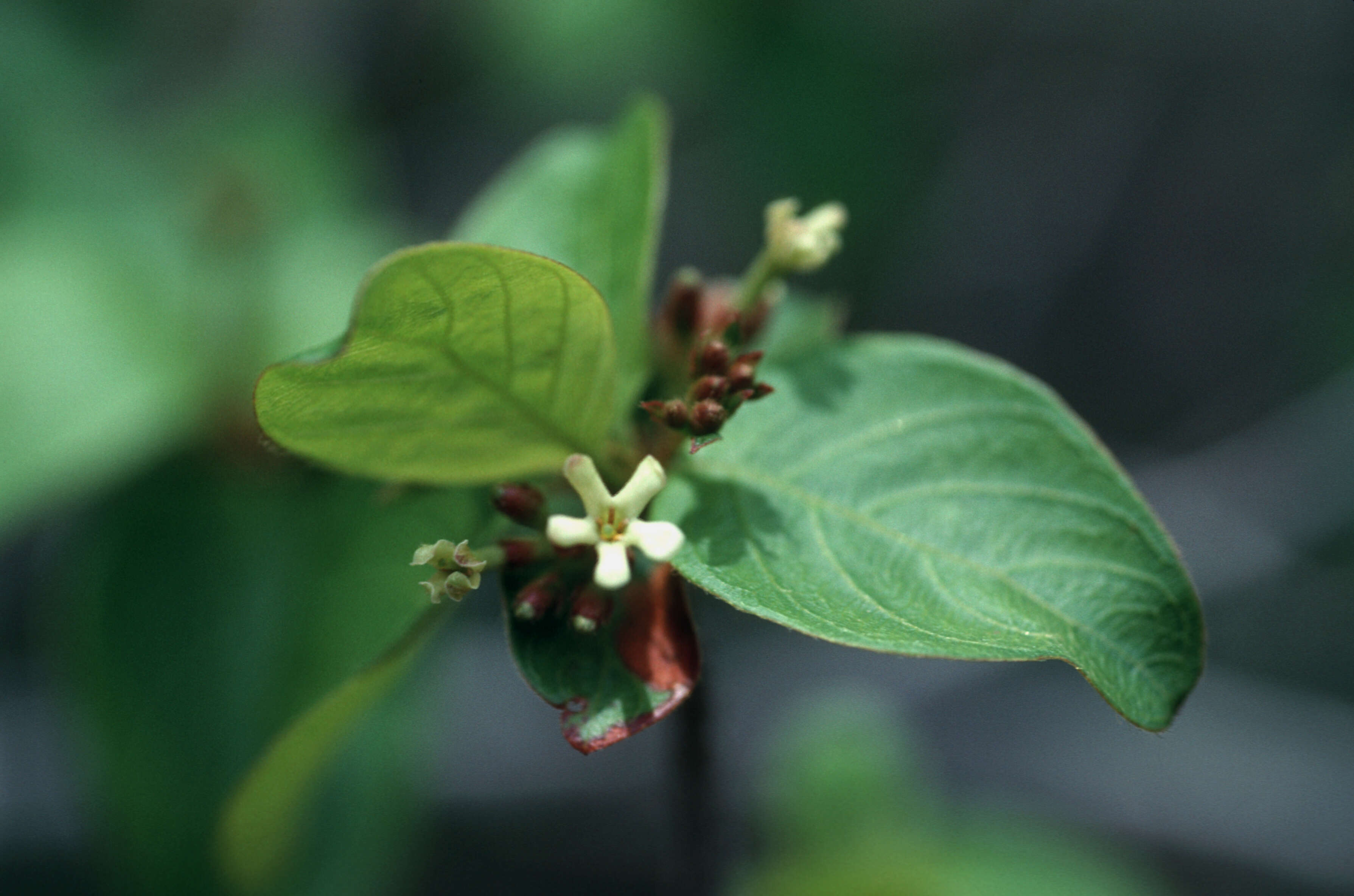 Image of Hammock Velvetseed